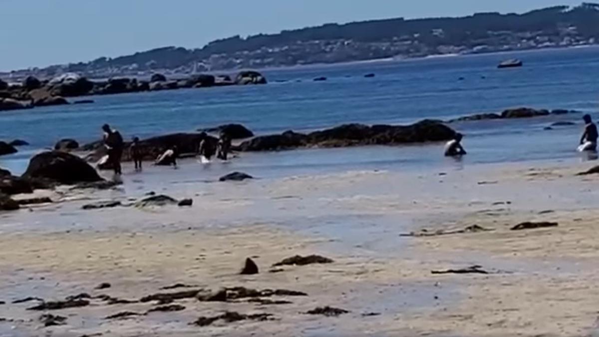 El cuidado del marisco es otro de los puntos que llevaron a la limitación de visitas.