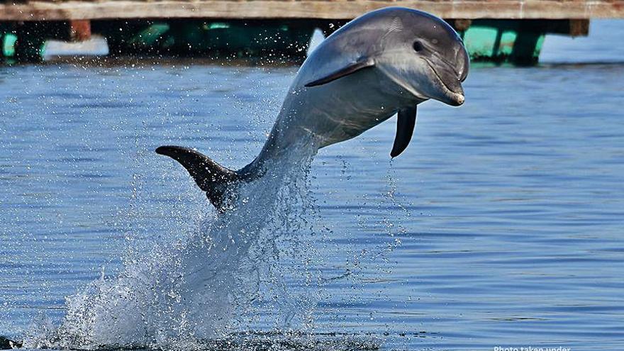La actividad social de los delfines se intensifica en verano.