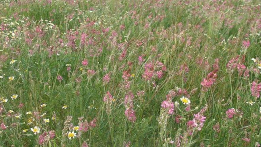 El CITA concluye que la esparceta aumenta la biodiversidad en los cultivos