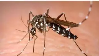 El calor dispara el riesgo de mosquito tigre en Murcia en el inicio de su temporada fuerte