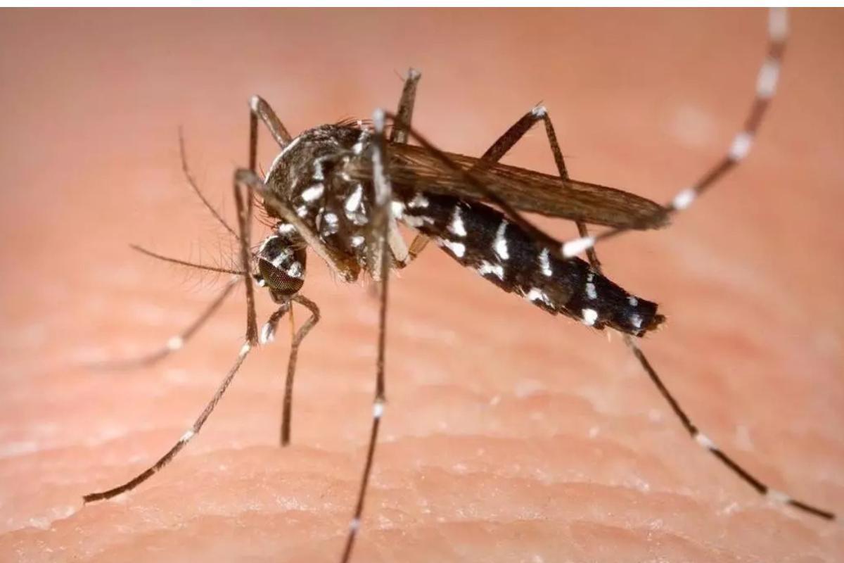 Mosquito tigre.