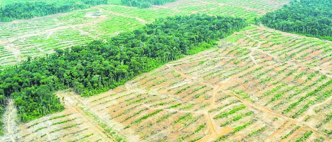Deforestación de la selva 
amazónica de Perú para 
lograr cultivar nuevas áreas 
para sembrar soja.  | // LOC