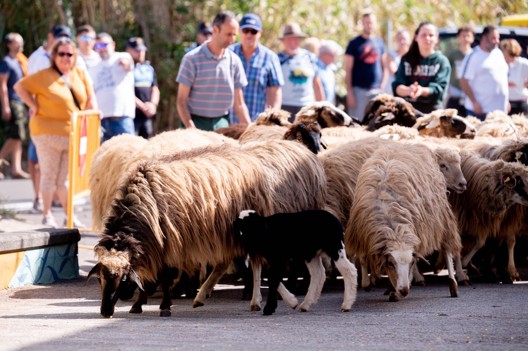 Fiesta de la Lana de Caideros