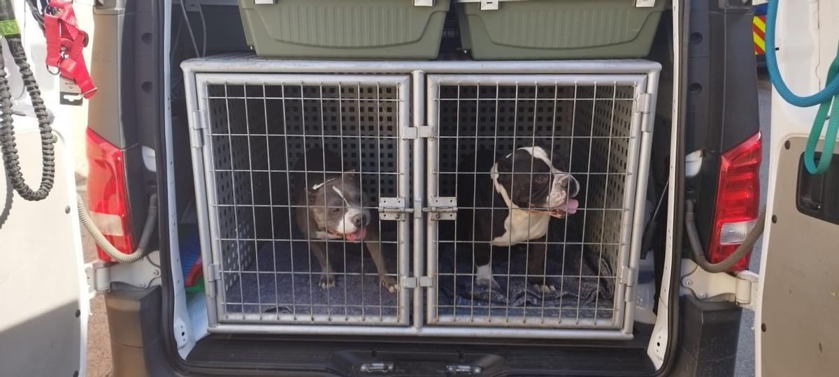 Los dos perros rescatados del domicilio deshabitado en Barcelona