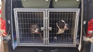 Rescaten a dos gossos tancats en un domicili deshabitat de Barcelona