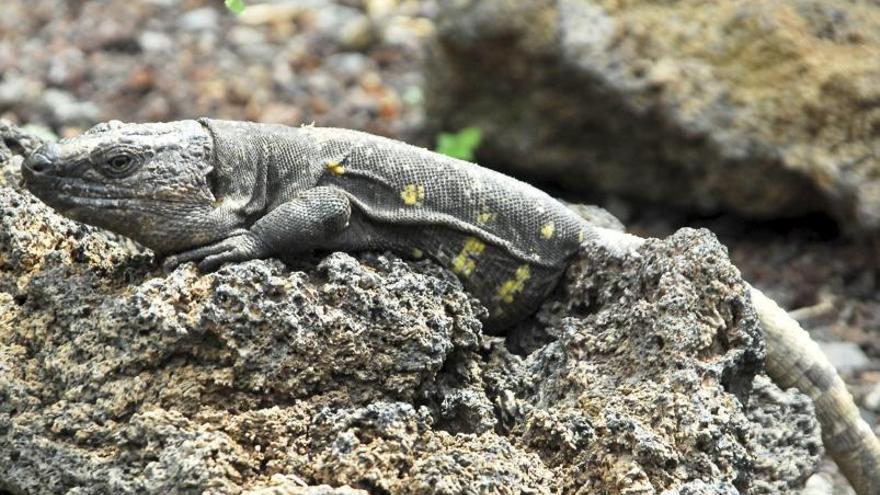 Un lagarto gigante de El Hierro (Gallotia simonyi) reposa sobre roca volcánica.  | | LP/DLP