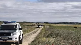 Abatida la vaca brava que invadió la carretera en Morales del Vino