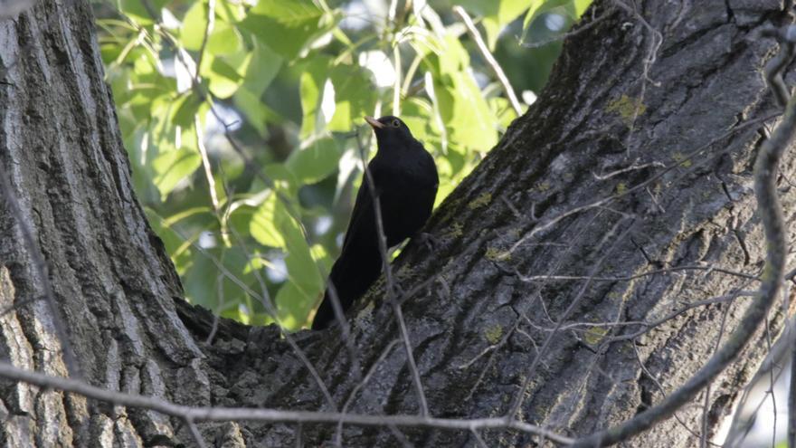 Las jornadas sobre Cáceres y la Ribera del Marco, para difundir su valor histórico y naturaleza