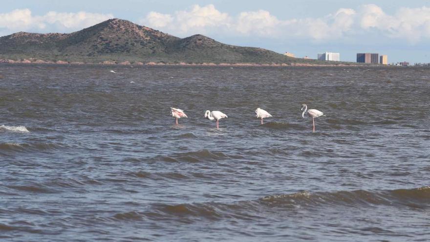 Los flamencos vuelven a Los Urrutias