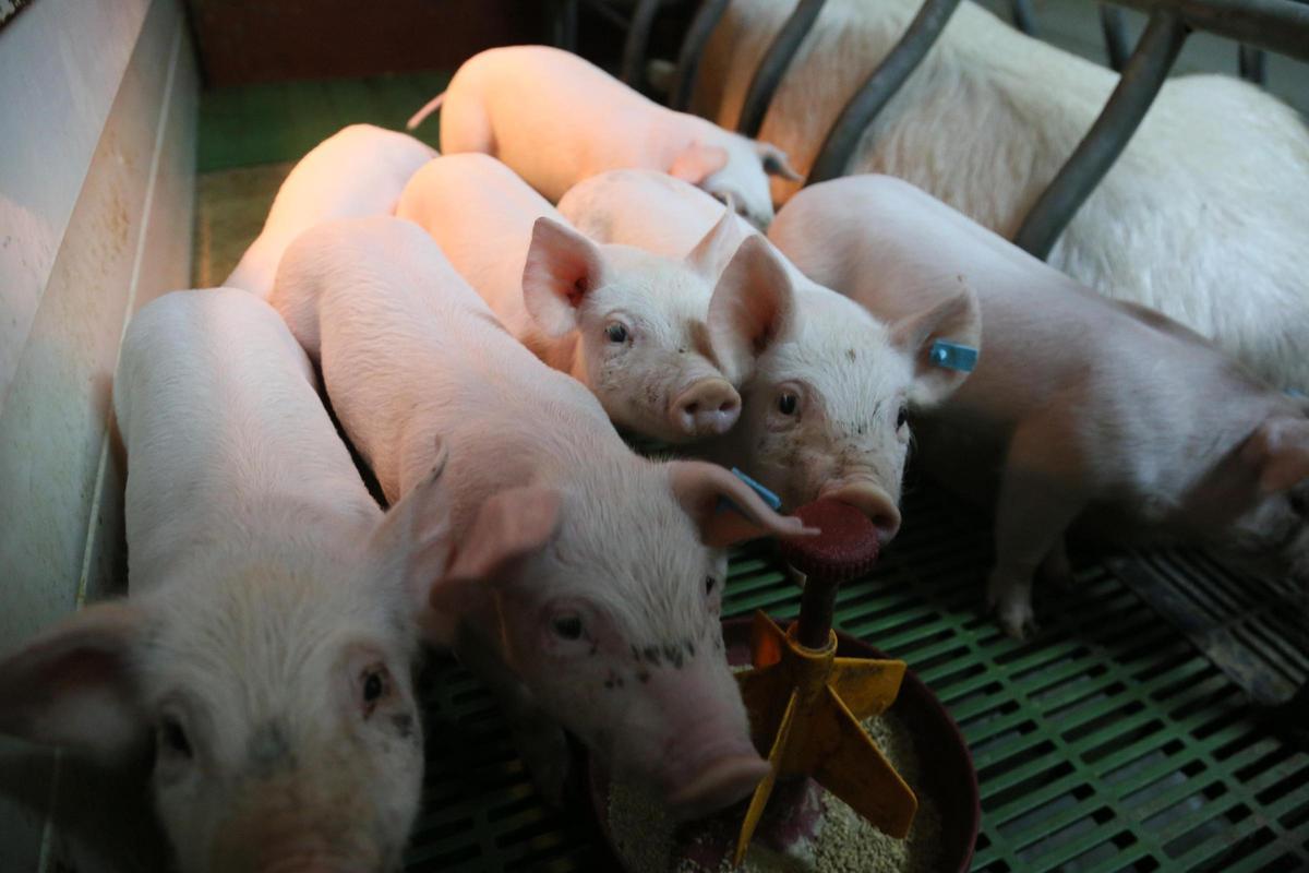Un grupo de lechones en una granja.