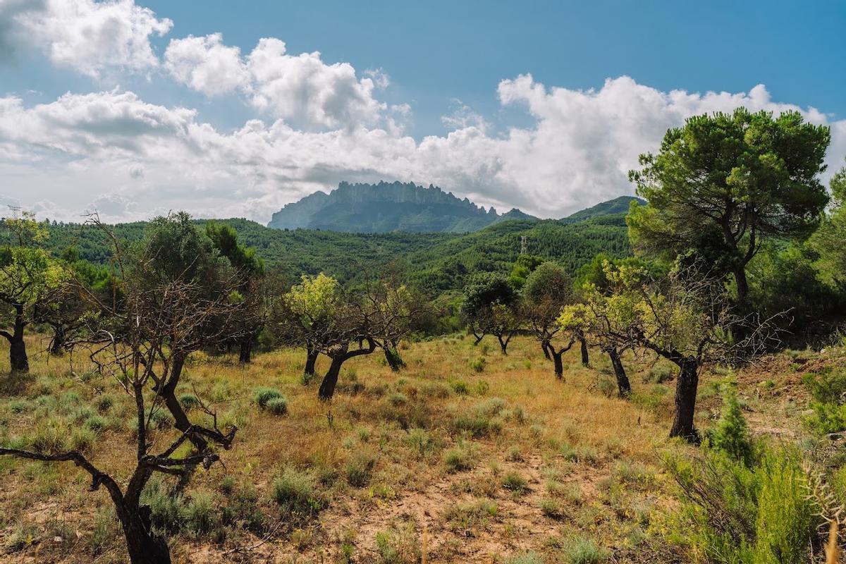 Uno de los terrenos que se quemó hace 10 años en Òdena.
