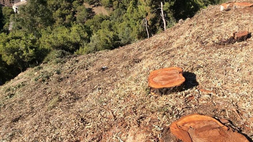 Talas esta semana en Gibralfaro.