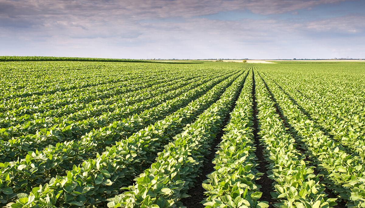 Plantación industrial de soja en Brasil