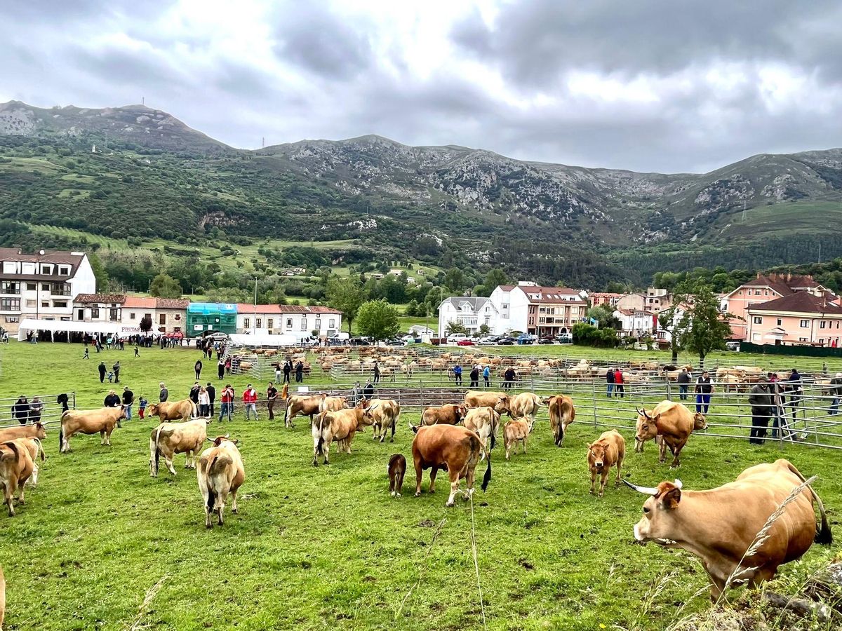 El prau de San Román en la feria del San Isidro, en Panes, el pasado sábado