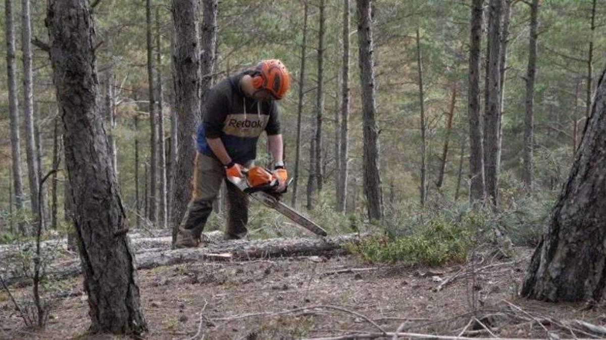 Un treball forestal d'Integra Pirineus