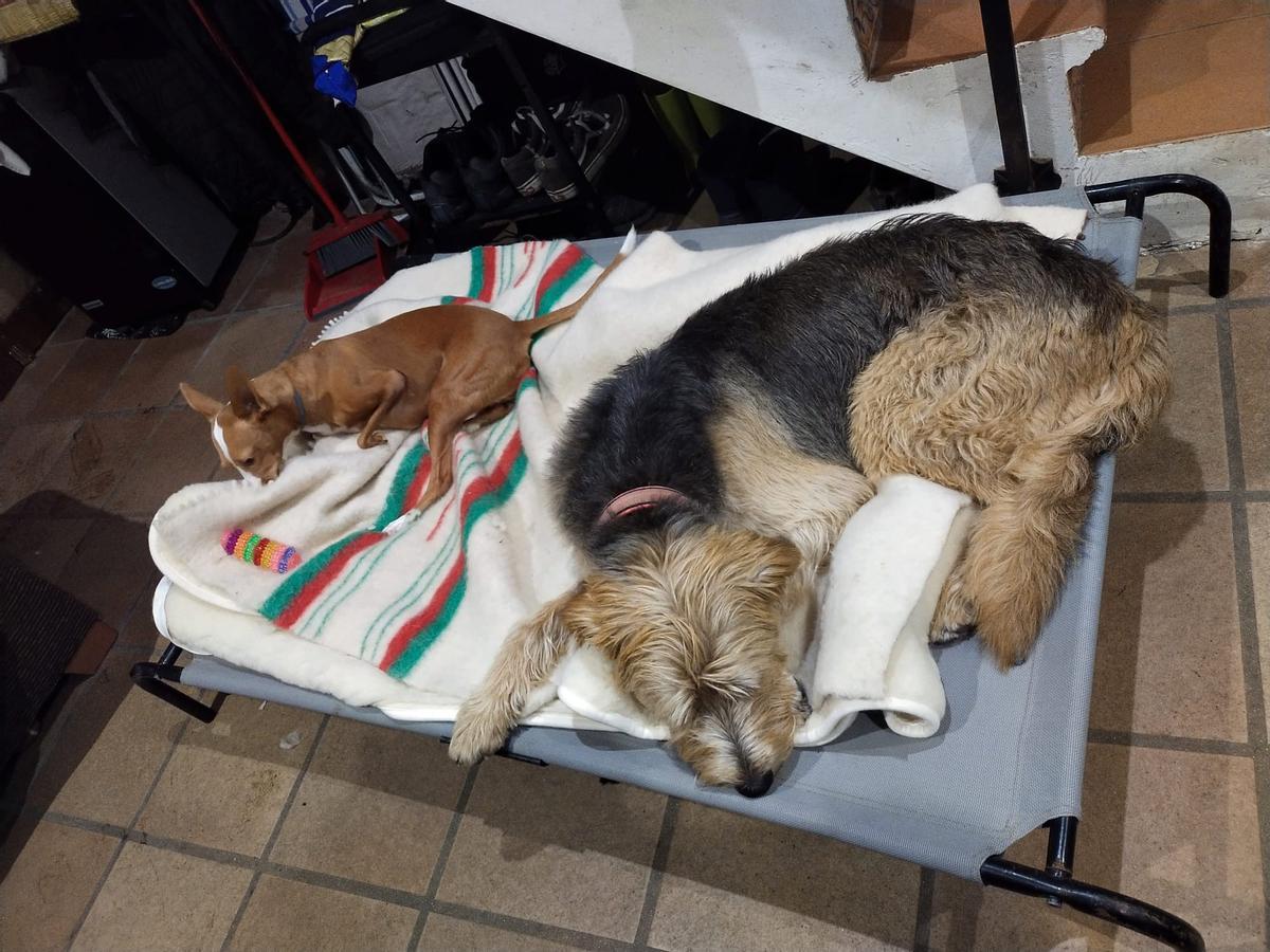 León tumbado con uno de sus nuevos "hermanos", que forma parte de la familia que le ha adoptado.
