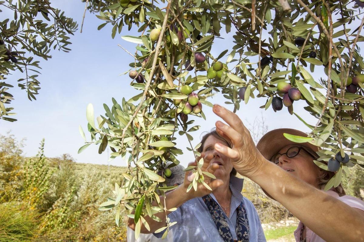 Andalucía es el primer productor de aceite del mundo