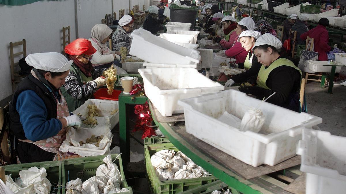 Varias trabajadoras envasan uvas en la provincia de Alicante.