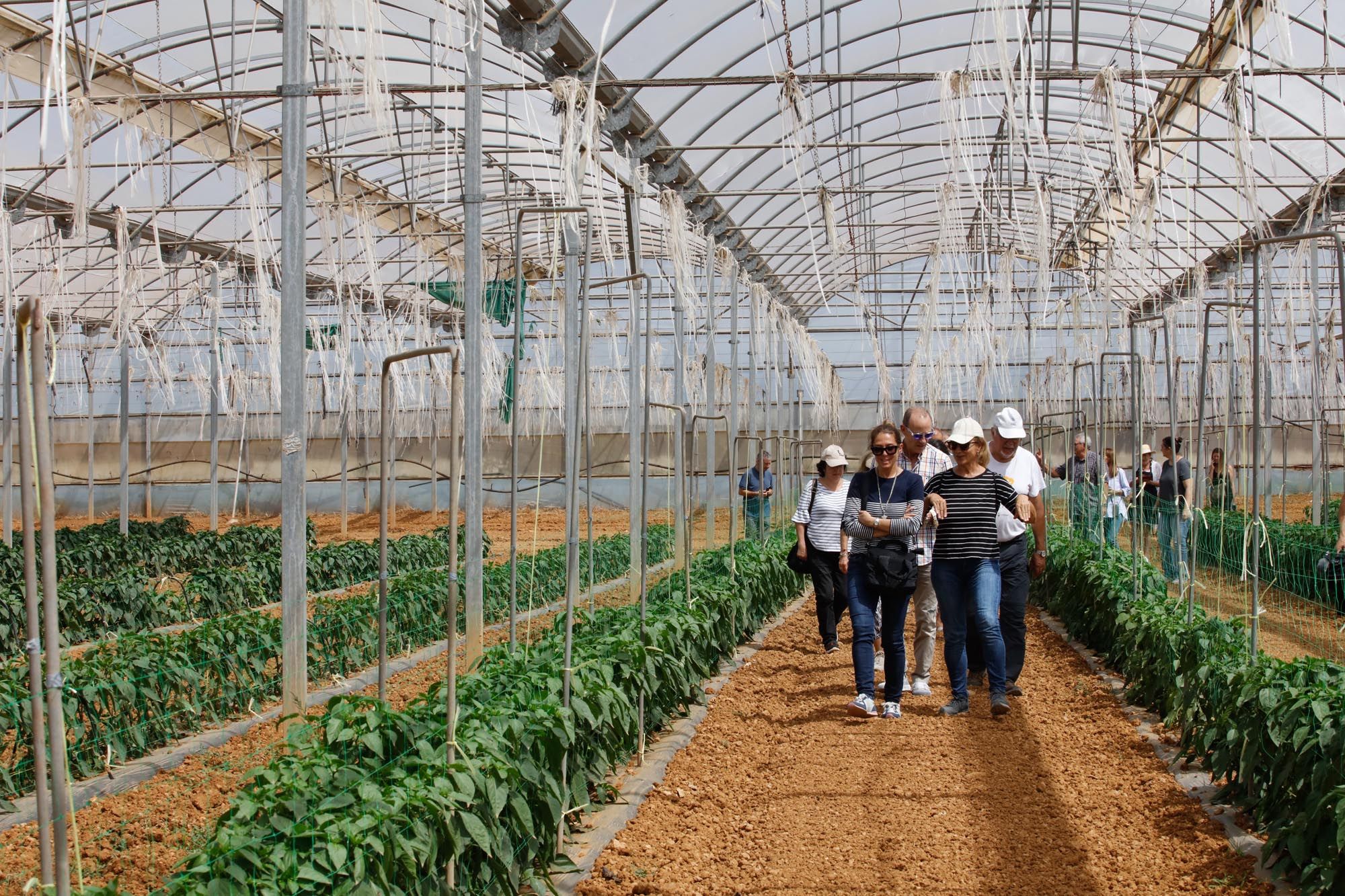 Visita guiada a la finca hortícola de Can Pol en Ibiza