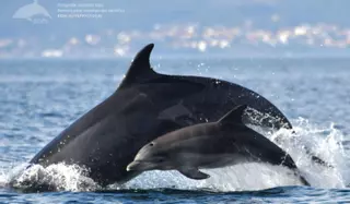 Quince crías recién nacidas y dieciséis juveniles en un grupo de cien arroaces
