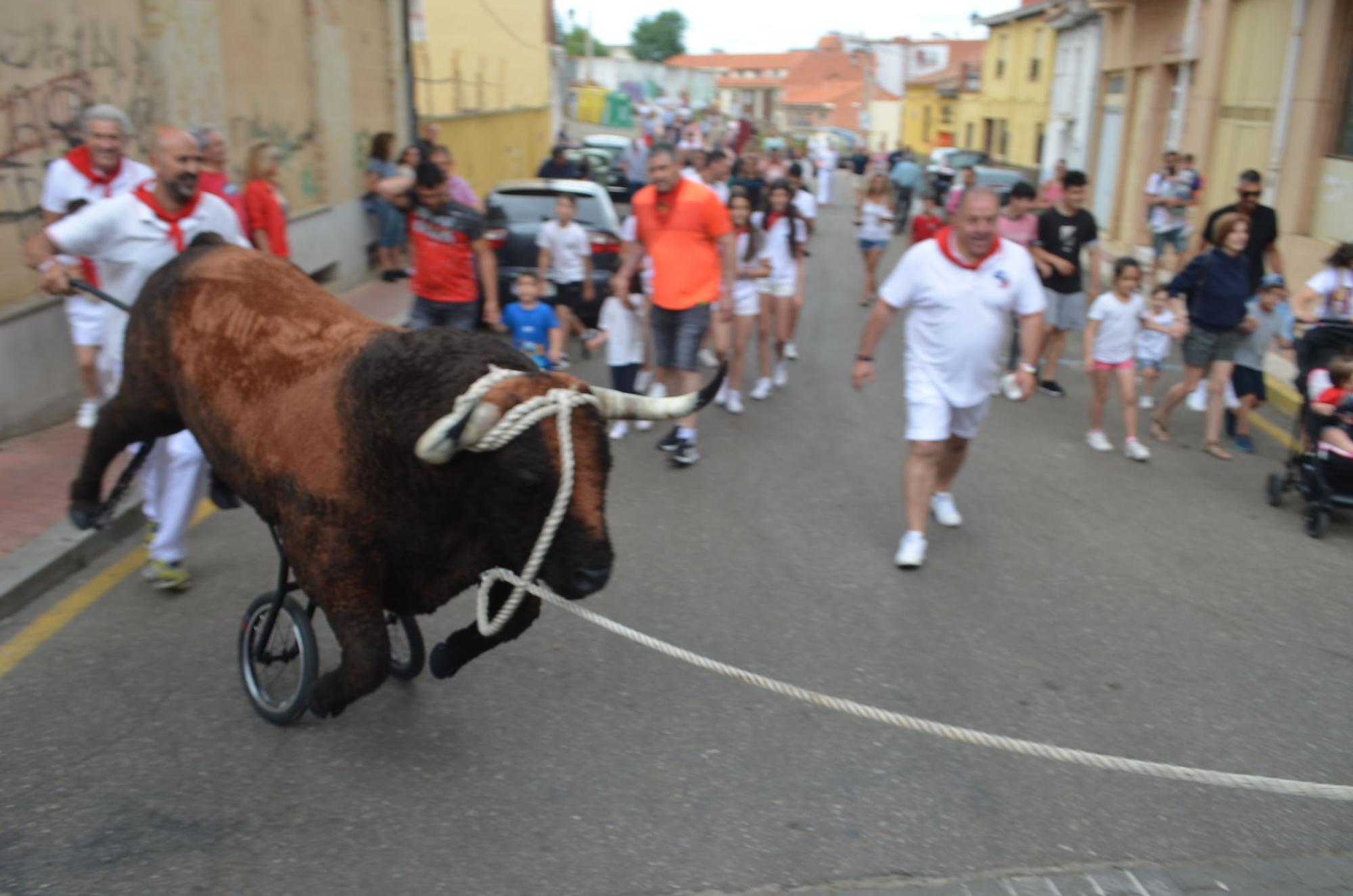 Fiestas del Toro: Así corren los carretones en Benavente