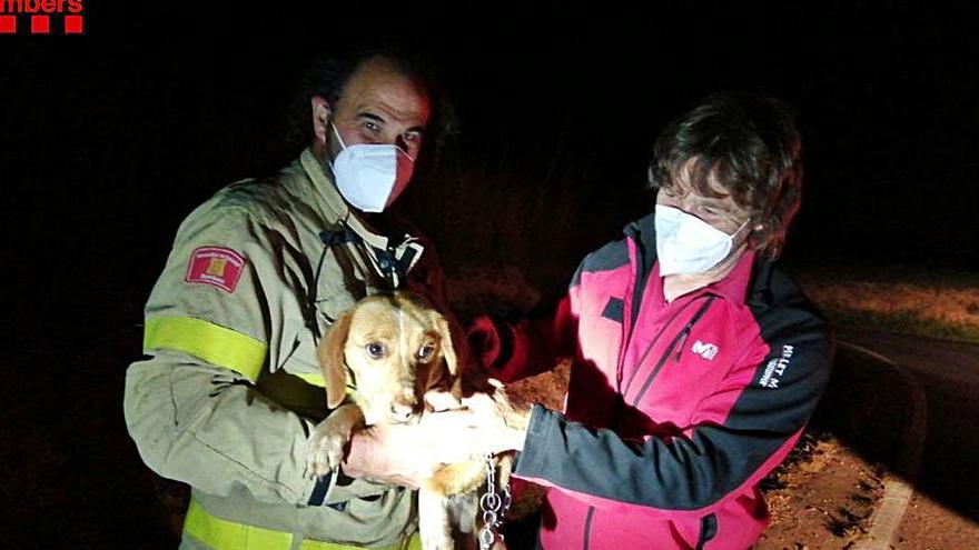 Els Bombers amb el gos que va bordar per alertar del seu amo. | BOMBERS