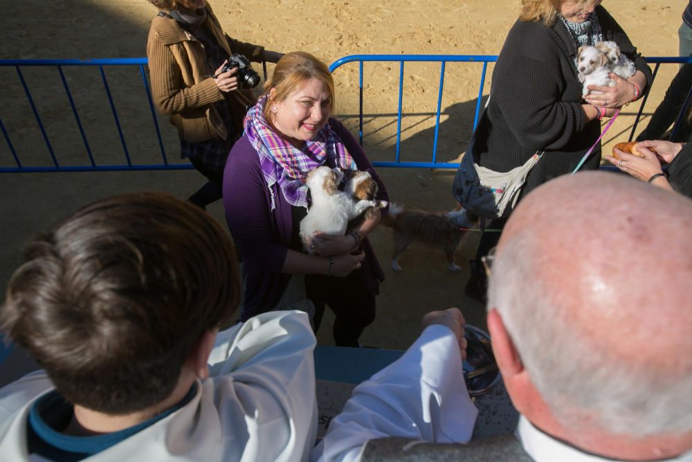 Bendición de los animales por el día de San Antón