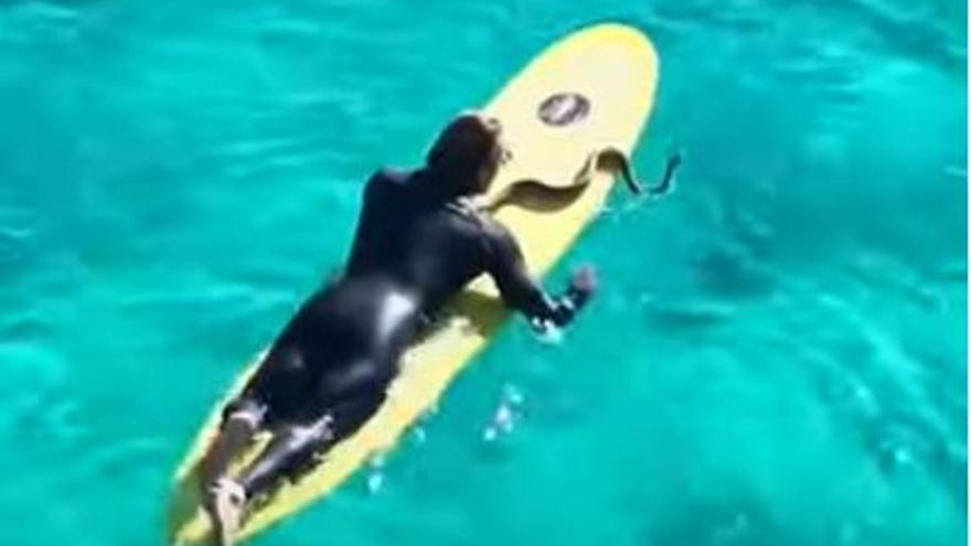 Multen un home per surfejar amb una serp enrotllada al coll a Austràlia