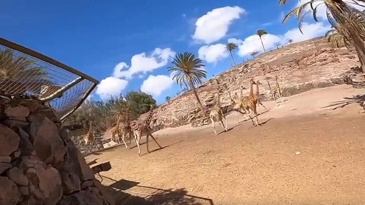 Oasis Wildlife Fuerteventura denuncia a dos individuos