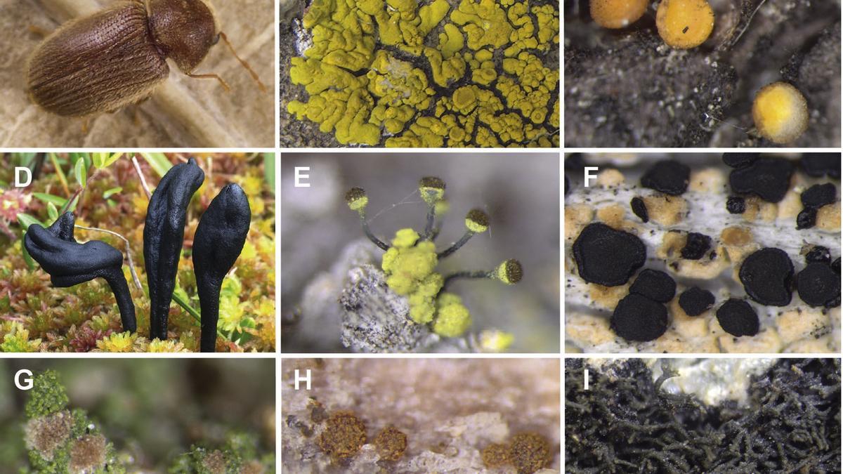 La genética desvela el ancestro común de 600 hongos “raros”