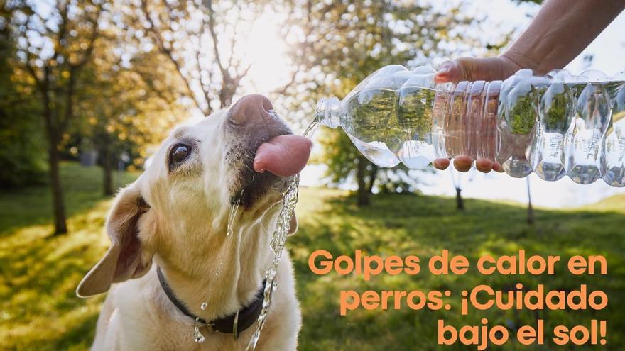 Golpe de calor en perros: cómo prevenirlo y cómo actuar para evitar desgracias