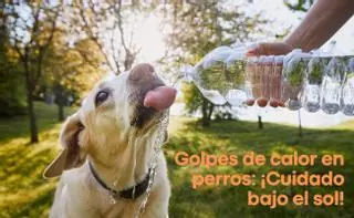 Golpe de calor en perros: cómo prevenirlo y cómo actuar para evitar desgracias