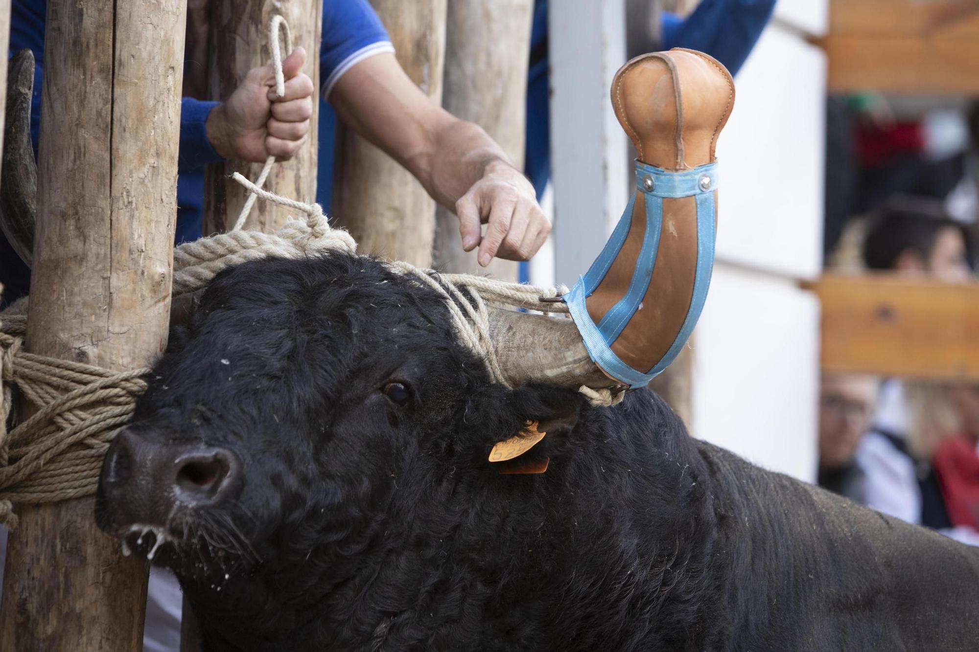 Bou en corda de  la Purísima de Ontinyent