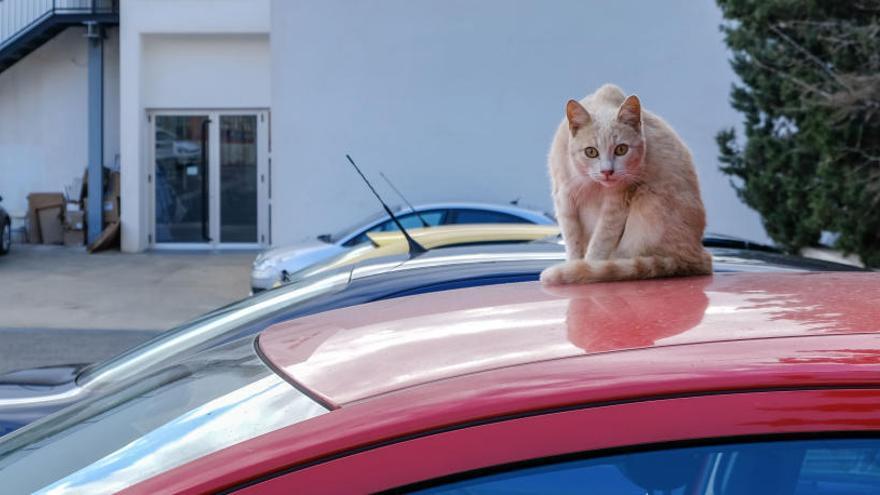 Elda inicia una experiencia piloto para alimentar a gatos de forma controlada