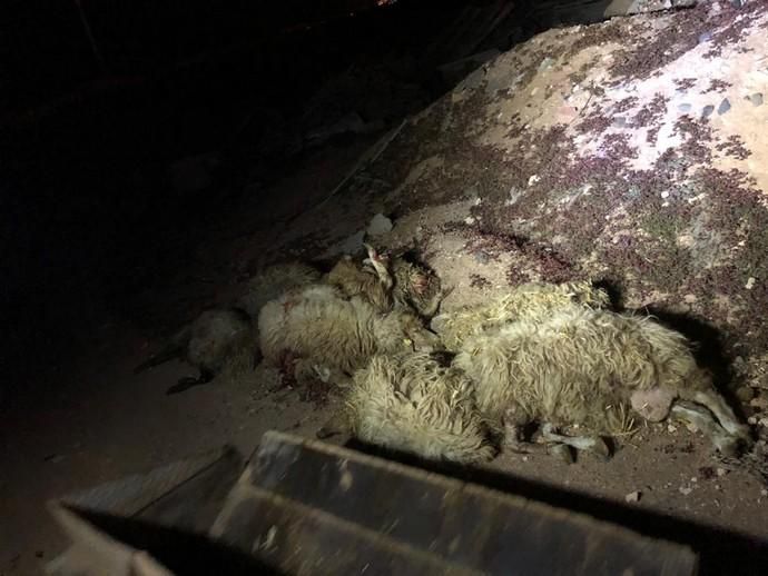 Tres perros matan a veinte ovejas en una finca en Telde