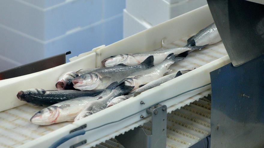 Una nueva planta de acuicultura producirá 30 toneladas de alevines en San Bartolomé de Tirajana