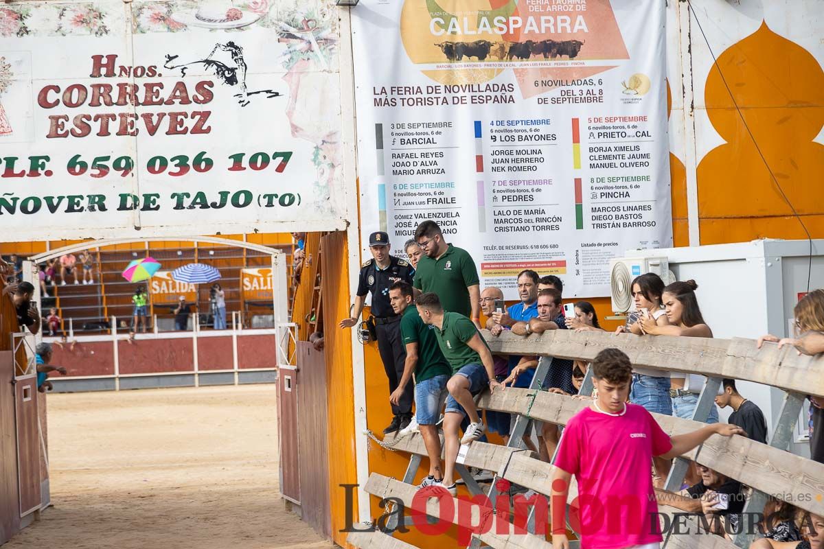 Segundo encierro de la Feria Taurina del Arroz en Calasparra