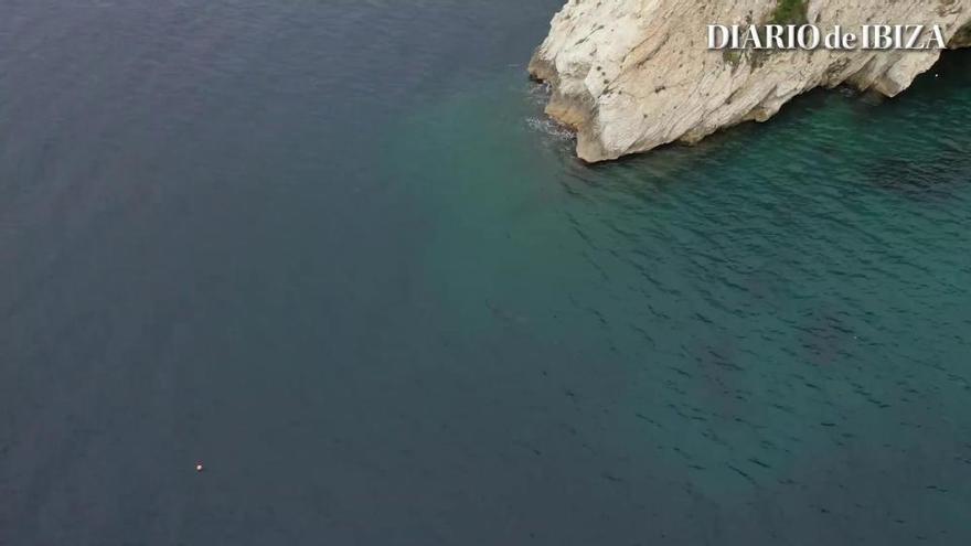 Delfines en la costa de Sant Josep