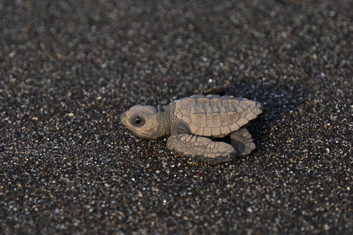 Crías de tortuga negra (Chelonia mydas agassizzii) se dirigen hacia el mar tras de ser liberadas en la playa de Sipacate, a unos 135 km al sur de Ciudad de Guatemala, el 19 de octubre de 2022.