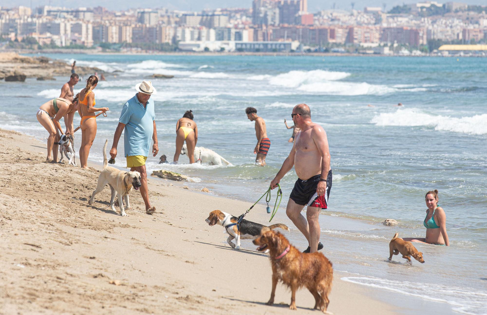 Aguamarga, una playa de perros