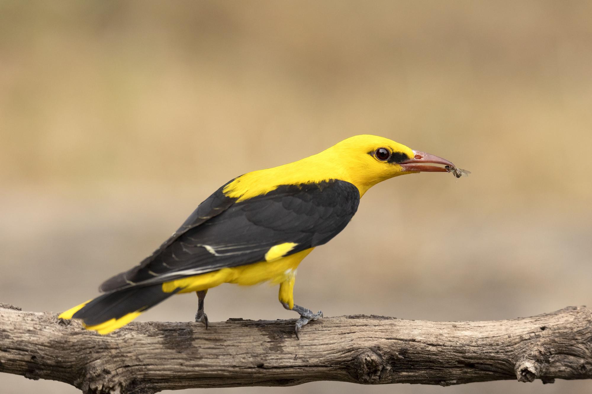 Medalla de oro a la naturaleza