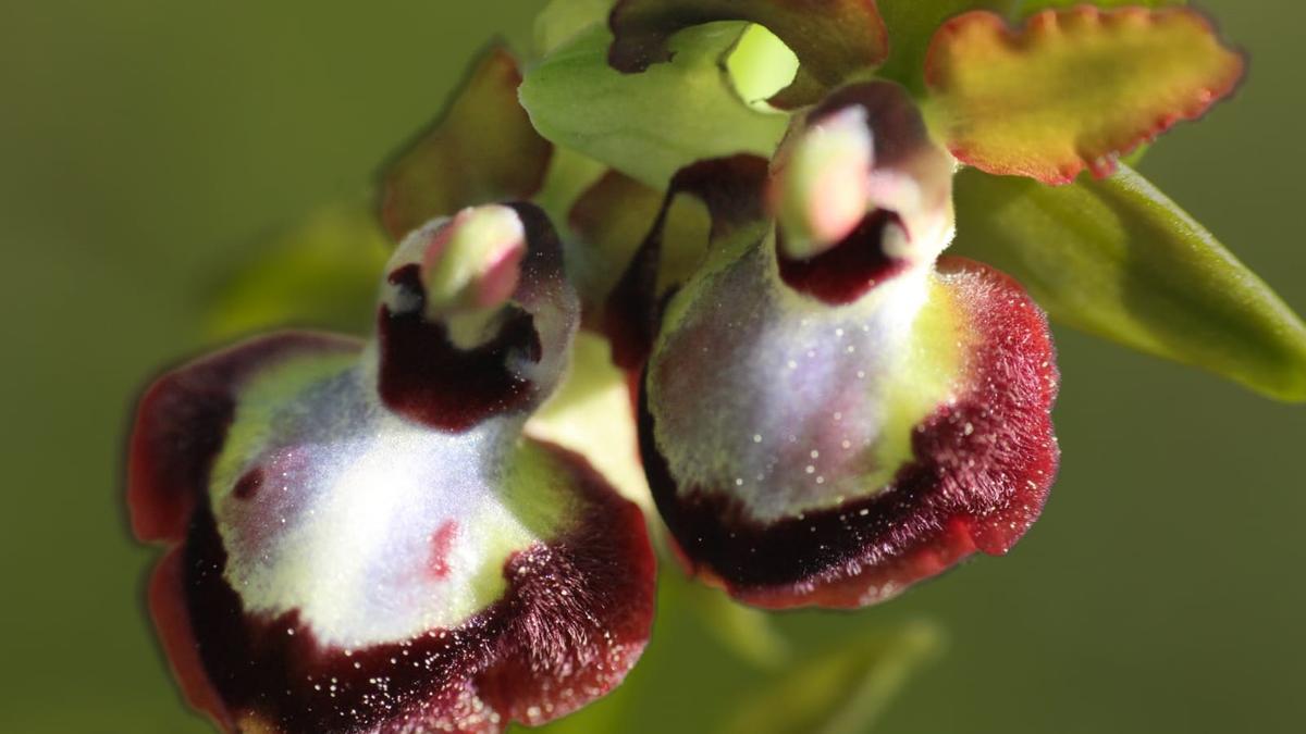 Ophrys sphegodes.