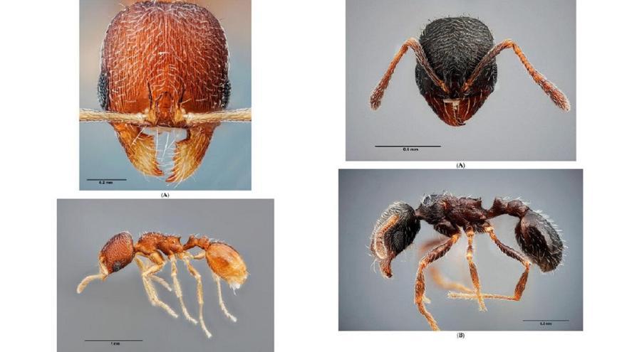Descubren dos nuevas especies de hormigas en España