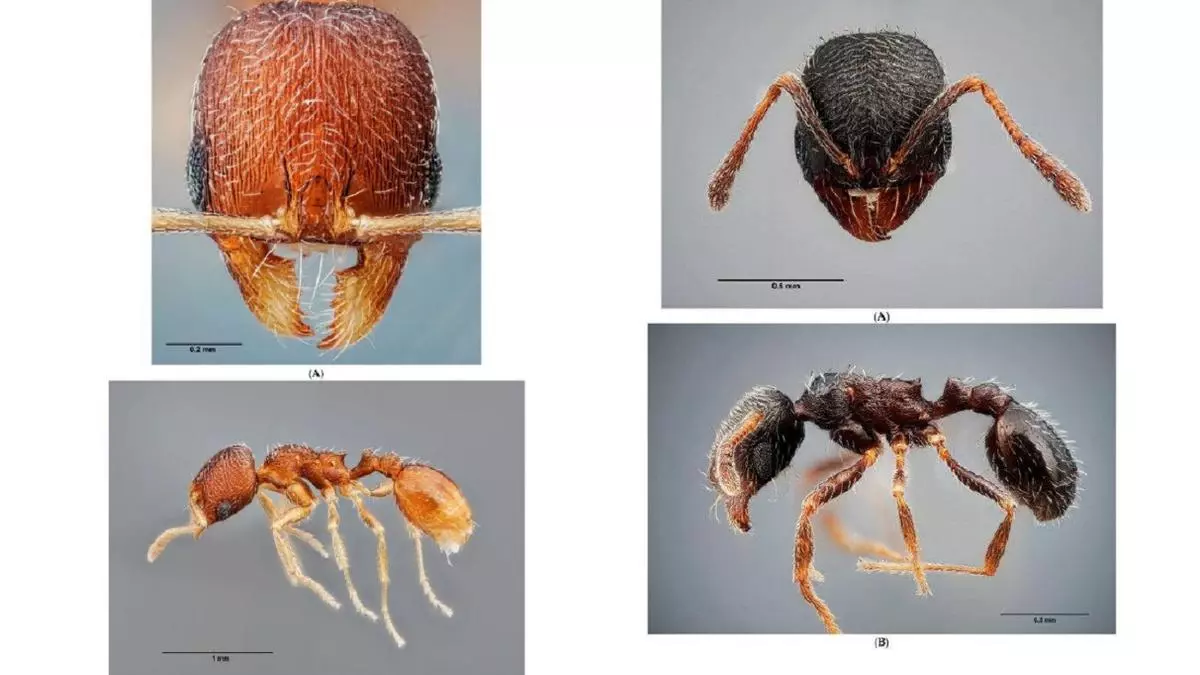 Descubren dos nuevas especies de hormigas en España