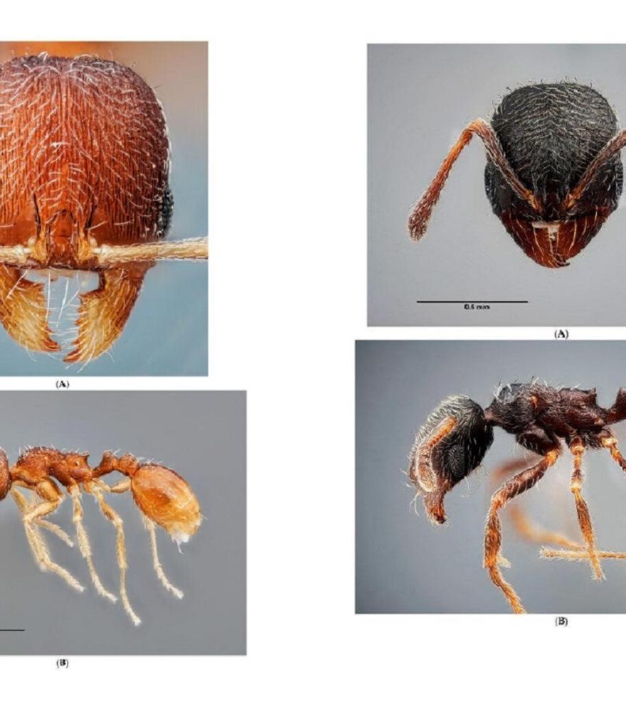 Descubren dos nuevas especies de hormigas en España