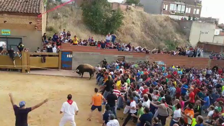 Salida de "Patriarca", el Toro Enmaromado de Benavente 2019