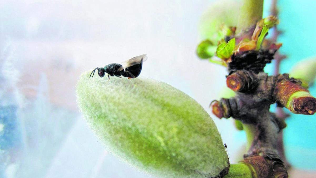 Agricultura logra limitar y reducir la plaga de la avispilla del almendro