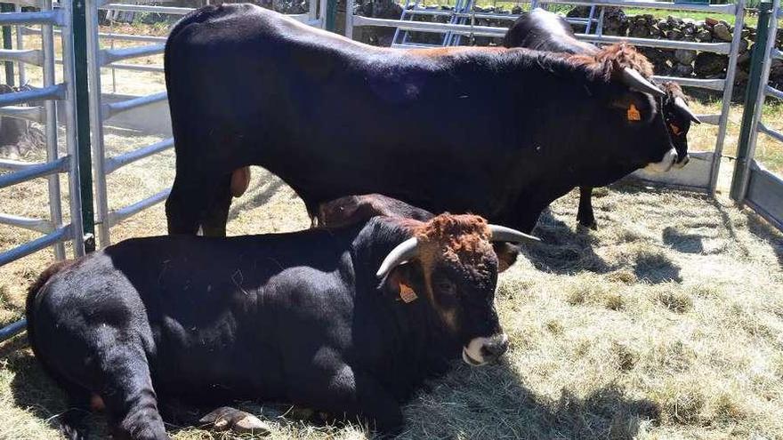 Dos ejemplares de la raza alistana en una feria de ganado vacuno.