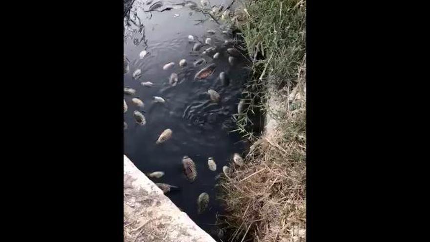 Decenas de peces muertos por un vertido al río Segura a su paso por Orihuela