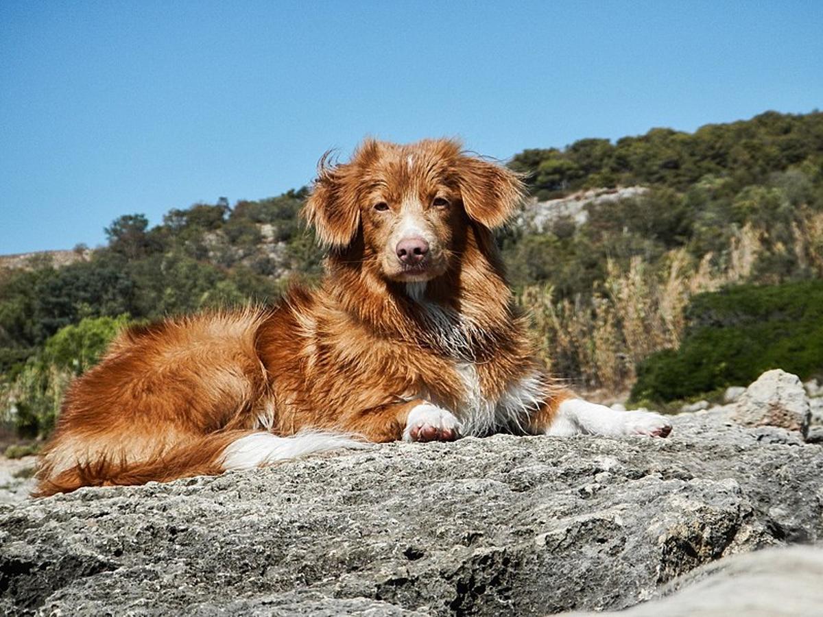 El Cobrador de Nueva Escocia es una raza de perros de caza ideal para familias